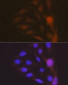 Anti-Musashi-1 (MSI1) Antibody, clone 9S7Y1, Rabbit Monoclonal
