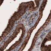 Monoclonal Anti-COX4I1 antibody produced in mouse Prestige Antibodies® Powered by Atlas Antibodies, clone CL3501, purified immunoglobulin, buffered aqueous glycerol solution