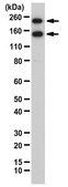 Anti-L1CAM Antibody from rabbit, purified by affinity chromatography