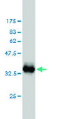 Monoclonal Anti-S100A1 antibody produced in mouse clone 1D5, purified immunoglobulin, buffered aqueous solution