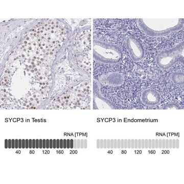 Anti-SYCP3 antibody produced in rabbit Prestige Antibodies® Powered by Atlas Antibodies, affinity isolated antibody, buffered aqueous glycerol solution