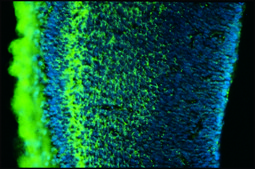 单克隆抗 硫酸软骨素 小鼠抗 clone CS-56, ascites fluid