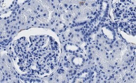 Anti-Centrin-1 Antibody, clone 5L17 ZooMAb® Rabbit Monoclonal recombinant, expressed in HEK 293 cells