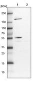 Anti-EEA1 antibody produced in rabbit Prestige Antibodies® Powered by Atlas Antibodies, affinity isolated antibody, buffered aqueous glycerol solution