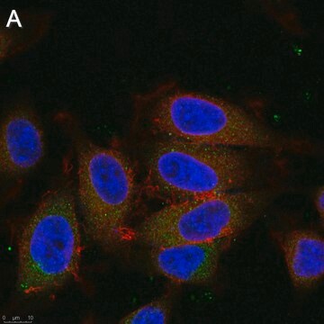 Anti-Dynein Antibody, clone 74.1 ZooMAb&#174; Mouse Monoclonal recombinant, expressed in HEK 293 cells