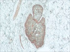 Anti-Podoplanin antibody produced in rabbit ~1 mg/mL, affinity isolated antibody, buffered aqueous solution