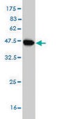 Monoclonal Anti-SRPK1 antibody produced in mouse clone 6G9, purified immunoglobulin, buffered aqueous solution
