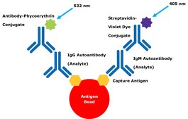 MILLIPLEX® Dual Reporter Autoantibody IgG/IgM Reagent Pack