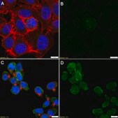 Anti-p-LATS1 (Thr1079) Antibody, clone 2D2 ZooMAb® Rabbit Monoclonal recombinant, expressed in HEK 293 cells