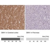 Anti-DBN1 antibody produced in rabbit Prestige Antibodies® Powered by Atlas Antibodies, affinity isolated antibody, buffered aqueous glycerol solution