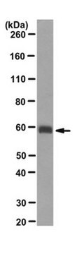 抗-聚集蛋白聚糖（新表位）抗体，克隆BC-3 clone BC-3, from mouse
