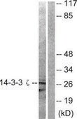 Anti-14-3-3 ζ antibody produced in rabbit affinity isolated antibody