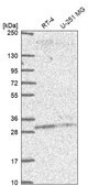 Anti-PLEKHB2 antibody produced in rabbit Prestige Antibodies® Powered by Atlas Antibodies, affinity isolated antibody