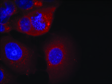 Anti-GSK3A (Ab-21) antibody produced in rabbit affinity isolated antibody