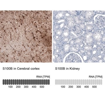 Monoclonal Anti-S100B antibody produced in mouse Prestige Antibodies&#174; Powered by Atlas Antibodies, clone CL2720, purified immunoglobulin, buffered aqueous glycerol solution