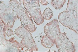 Anti-Fibroblast Growth Factor Receptor-2, Cytoplasmic antibody produced in rabbit affinity isolated antibody, buffered aqueous solution