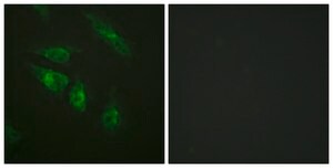 Anti-NFAT3 antibody produced in rabbit affinity isolated antibody