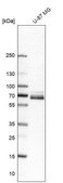 Anti-PXN antibody produced in rabbit Prestige Antibodies® Powered by Atlas Antibodies, affinity isolated antibody