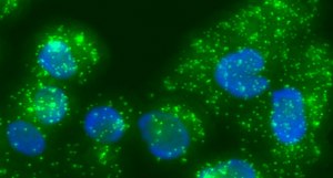 Duolink® In Situ Detection Reagents Green