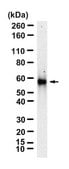 Anti-HNRNPK Antibody, clone 2C9 ZooMAb® Rabbit Monoclonal recombinant, expressed in HEK 293 cells