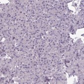 Anti-TMEM132A antibody produced in rabbit Prestige Antibodies® Powered by Atlas Antibodies, affinity isolated antibody, buffered aqueous glycerol solution