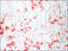 AEC Staining Kit liquid