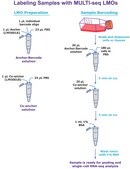 MULTI-seq Lipid-Modified Oligos for Single Cell and Single Nucleus Multiplexing