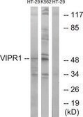 Anti-VIPR1, C-Terminal antibody produced in rabbit affinity isolated antibody