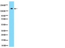 抗-NMDAR2A抗体 Chemicon®, from rabbit