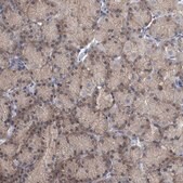 Anti-FAM83H antibody produced in rabbit Prestige Antibodies® Powered by Atlas Antibodies, affinity isolated antibody, buffered aqueous glycerol solution, Ab1