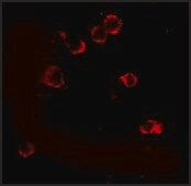 Monoclonal Anti-XBP-1 antibody produced in mouse clone 9B7E5, purified immunoglobulin, buffered aqueous solution