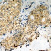 Anti-phospho-Histone H2A.X (pSer139) antibody produced in rabbit affinity isolated antibody