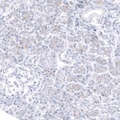 Monoclonal Anti-TCF7L2 antibody produced in mouse Prestige Antibodies® Powered by Atlas Antibodies, clone CL11547, purified antibody (Protein A)