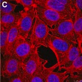 Anti-Puromycin Antibody, clone 12D10 ZooMAb® Mouse Monoclonal recombinant, expressed in HEK 293 cells