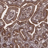 Monoclonal Anti-TUFM antibody produced in mouse Prestige Antibodies® Powered by Atlas Antibodies, clone CL2242, purified immunoglobulin, buffered aqueous glycerol solution