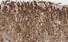 Anti-ALDH1A1 Antibody, clone 4J6, ZooMAb® Rabbit Monoclonal recombinant, expressed in HEK 293 cells