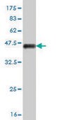 Monoclonal Anti-MEF2A antibody produced in mouse clone 3F6, purified immunoglobulin, buffered aqueous solution