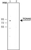 Anti-TGN46 antibody produced in rabbit ~1 mg/mL, affinity isolated antibody, buffered aqueous solution