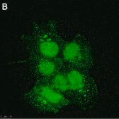 Anti-SIRT6 Antibody, clone 1O6 ZooMAb® Rabbit Monoclonal recombinant, expressed in HEK 293 cells