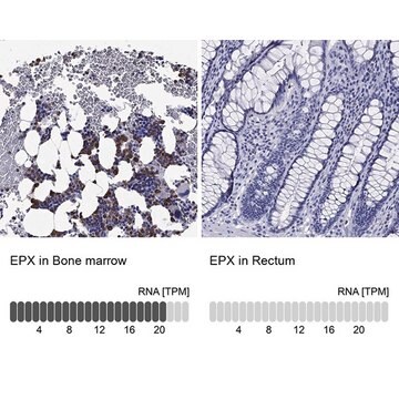Anti-EPX antibody produced in rabbit Prestige Antibodies® Powered by Atlas Antibodies, affinity isolated antibody, buffered aqueous glycerol solution