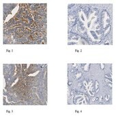 Anti-TRAIL/CD253 Antibody, clone 6D12.2 clone 6D12.2, from mouse