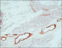 ExtrAvidin®−Peroxidase buffered aqueous solution