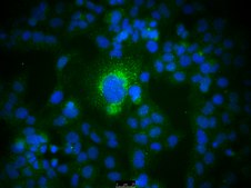 Fetal Bovine Serum US Origin, HL-1 Cell Screened FBS, sterile-filtered, suitable for cell culture
