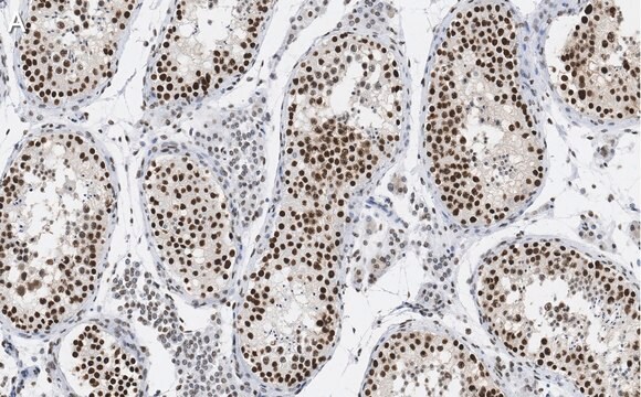 Anti-HDAC2 Antibody, clone 1E22 ZooMAb&#174; Rabbit Monoclonal recombinant, expressed in HEK 293 cells