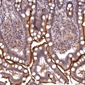 Anti-TMC5 antibody produced in rabbit Prestige Antibodies® Powered by Atlas Antibodies, affinity isolated antibody, buffered aqueous glycerol solution
