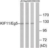 Anti-KIF11 antibody produced in rabbit affinity isolated antibody