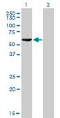 Monoclonal Anti-GTF2H1 antibody produced in mouse clone 1F12-1B5, purified immunoglobulin, buffered aqueous solution