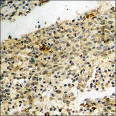 Anti-phospho-Histone H2A.X (pSer139) antibody produced in rabbit affinity isolated antibody