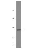 Anti-PP2A Antibody, C subunit Upstate®, from rabbit