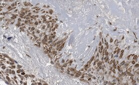 Anti-DAP Kinase 1 Antibody, clone 1J22 ZooMAb® Rabbit Monoclonal recombinant, expressed in HEK 293 cells